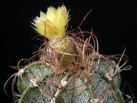 Thumbnail of 1734_Astrophytum crassispinus_20170818(1).JPG